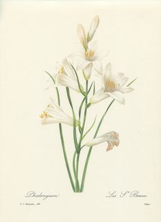 a painting of white flowers with green stems