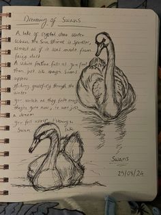 a drawing of two swans sitting on top of a notebook next to another swan in the water