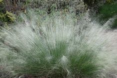 some very pretty green plants in the grass