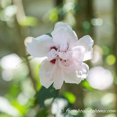 a white and pink flower with green leaves in the backgrounge background,