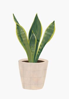 a potted plant with green leaves is shown on a white background in this image