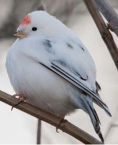 a white bird sitting on top of a metal pole