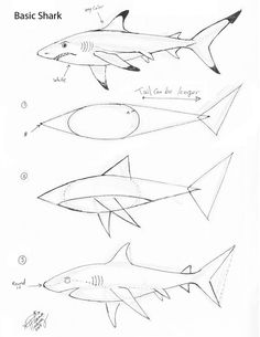 some drawings of sharks that are in different stages of their development and size, with the words basic shark on them