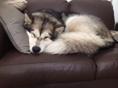 a husky dog sleeping on top of a brown leather couch next to pillows and blankets