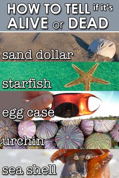 there are four different types of shells on the beach