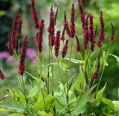 some red flowers are in the middle of green leaves and purple flowers behind them is a blurry background