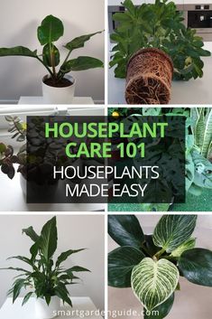 houseplant care 101 houseplants made easy