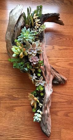 A tree branch that is decorated with colorful succulents on the floor Whimsical Yard, Fnaf Crafts, Succulent Planter Diy, Succulent Garden Design, Succulent Garden Diy, Colorful Succulents, Dekor Diy, Succulent Gardening, Garden Art Sculptures Diy