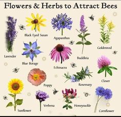 flowers and herbs to attract bees