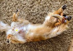 a dog is rolling around on its back with a flower in it's mouth