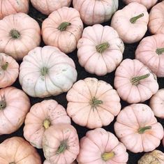 small white pumpkins are arranged in rows