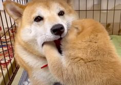 two dogs are playing with each other in a cage