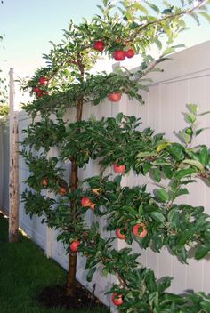 an apple tree growing on the side of a white fence