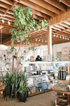 a room filled with lots of potted plants