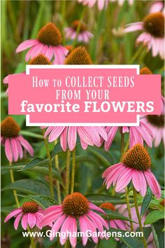 pink flowers with the words how to collect seeds from your favorite flowers