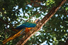 Red parrot in green vegetation. Scarlet Macaw, Ara macao, in dark green tropical forest stock photography Red Parrot, Photography Forest, Scarlet Macaw, Tropical Forest, Scarlet, Parrot, Stock Photography, Dark Green