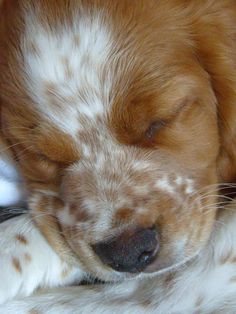 a brown and white dog sleeping on top of a bed