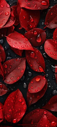 red leaves with water droplets on them are shown in this close up photo, the petals appear to be floating