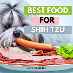 Shih Tzu Best Food Shih Tzu Maltese Mix, Treat Business, Make Dog Food, Fruit List, Senior Dogs