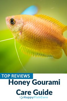 photo of a yellow honey gourami fish swimming Gourami Tank, Honey Gourami, Fish References, Fish Keeping, Tropical Freshwater Fish, Aquarium Ideas, Undersea World, My Honey, Home Aquarium