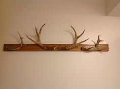 three deer antlers mounted to the side of a wall