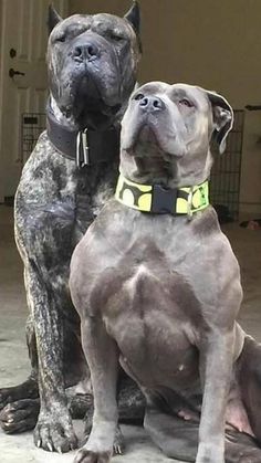 two dogs sitting next to each other on the ground