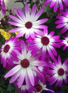 purple and white flowers are in a vase