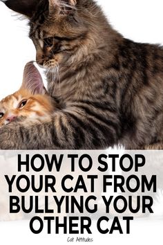 Cat Communication, Cat Tips, Cats Stuff, Pet Tips, Cat Language, Cats Rule, Cat Ideas, Cat Info, Cat Hacks