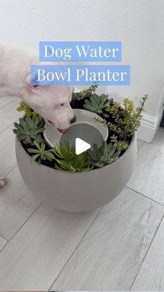 a dog drinking water out of a bowl with succulents and plants in it