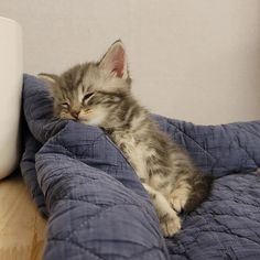 a small kitten sleeping on top of a blue blanket next to a white cup and pillow