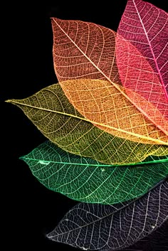 three different colored leaves on top of each other