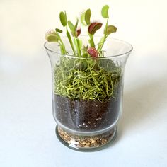 a glass vase filled with plants and dirt