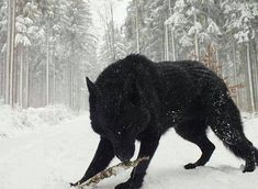 a black wolf is walking through the snow with a stick in it's mouth