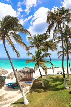 palm trees line the beach with chairs and umbrellas