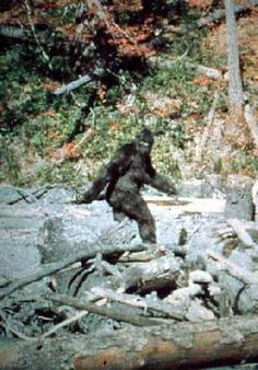 a bigfoot standing in the middle of a forest with text reading bing ads can they be tracked?