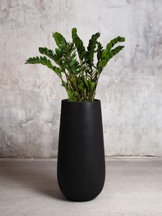 a plant in a black vase against a concrete wall