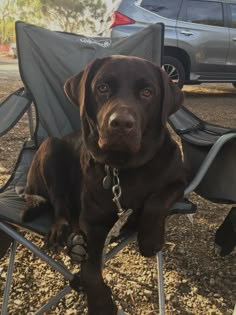 a brown dog sitting on top of a lawn chair