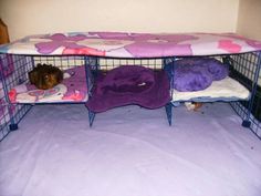 a small dog laying on top of a purple bed