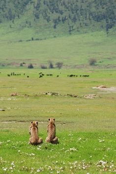 two cheetah are sitting in the grass