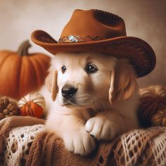 a puppy wearing a cowboy hat on top of a blanket with pumpkins in the background