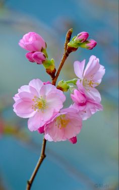 pink flowers are blooming on a tree branch in front of a blue sky background