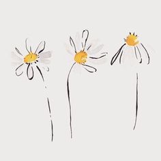 three daisies with yellow centers on a white background