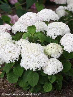 white flowers with green leaves in the foreground and purple flowers in the back ground