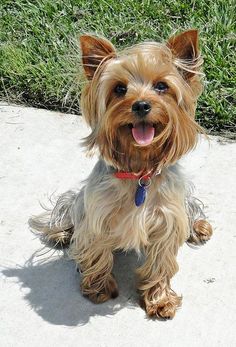 a small brown dog sitting on top of a cement floor next to green grass and bushes