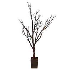 a small tree with no leaves in a brown pot on a white background for decoration