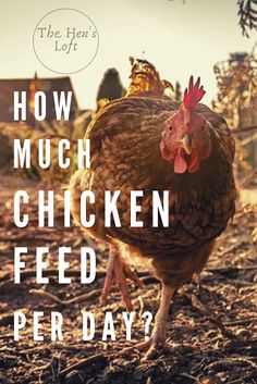 a chicken standing on top of dry grass with the words how much chicken feed per day?