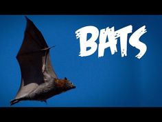 a bat flying through the air with white writing on it's back and bottom