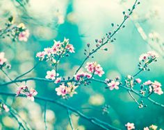 pink flowers are blooming on a tree branch