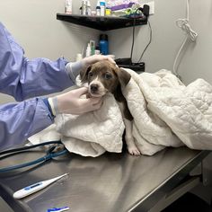 a dog is being examined by a vet at the vet's desk with his head wrapped in blankets