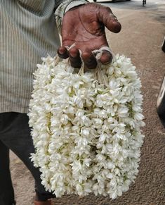 a person holding a bunch of white flowers